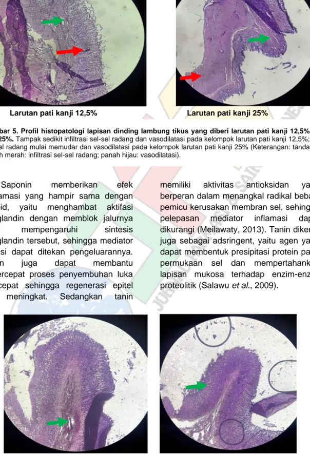 Gambar 5.  Profil  histopatologi  lapisan  dinding  lambung  tikus  yang  diberi  larutan pati  kanji 12,5% 