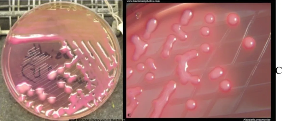 Gambar 2.10 Bakteri Klebsiella pneumonia pada media MC  (Bacteriainphotos, 2012)