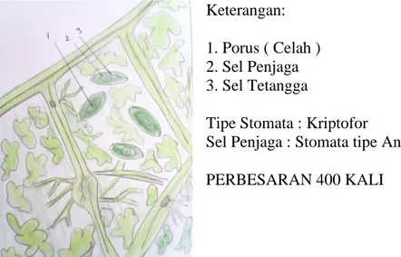 Gambar 1 Anatomi Stomata Daun Arthocarpus integra 