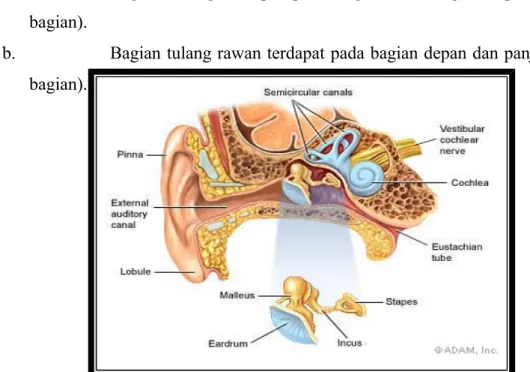Gambar 3.1. Anatomi Telinga. 7