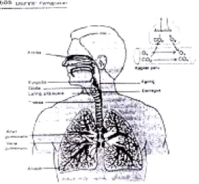 Gambar 2.2 saluran pernafasan (Guyton, 1990:608) 