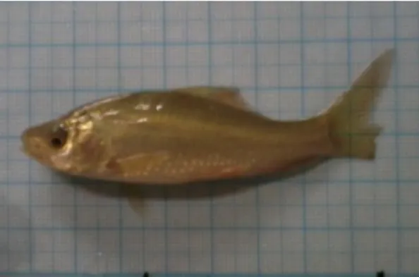 Gambar 2. Ikan Nilem (Osteochillus  hasselti) Setelah Dipotong Siripnya 