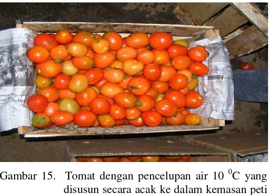Gambar 13. Tomat tanpa pencelupan air 10 0C yang disusun secara acak ke dalam kemasan kotak karton sebelum transportasi