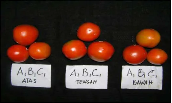 Gambar 25.  Sampel buah tomat dengan pencelupan air pada kemasan peti kayu yang disusun secara teratur setelah transportasi