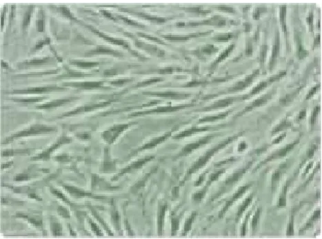 Gambar 2  Sel NHDF  mikroskopik. 18 2.4  In Vitro BCP 