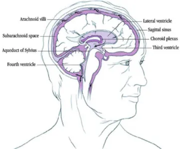Gambar 4.  Aliran Cairan Cerebrospinal. (Dikutip dari: 