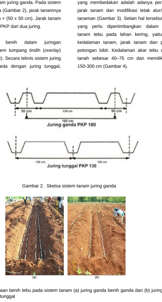 Gambar 2.  Sketsa sistem tanam juring ganda 
