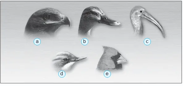 Gambar 2.5Bentuk paruh pada burung: (a) elang untuk merobek mangsa, (b)itik untuk menyaring makanan, (c) pelikan untuk menangkap danmembawa ikan, (d) kolibri untuk mengisap madu, dan (e) pipit untukmemakan biji-bijian.