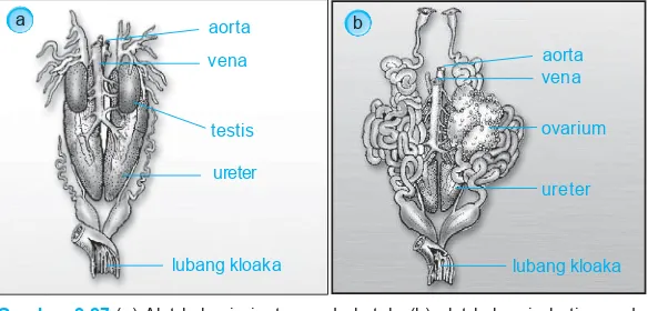 Gambar 2.27 (a) Alat kelamin jantan pada katak, (b) alat kela-min betina pada