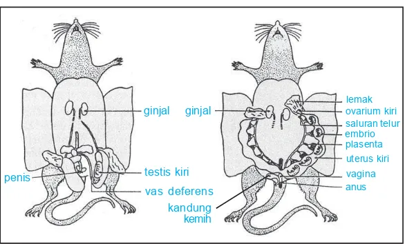 Gambar 2.31 (a) Alat perkembangbiakan tikus jantan. (b) Alat perkembangbiakantikus betina.Sumber:  Dokumen penerbit.