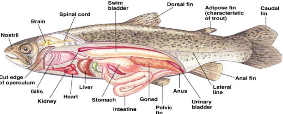 Gambar Anatomi ikan tulang keras (sumber: Anonim, 2010) 