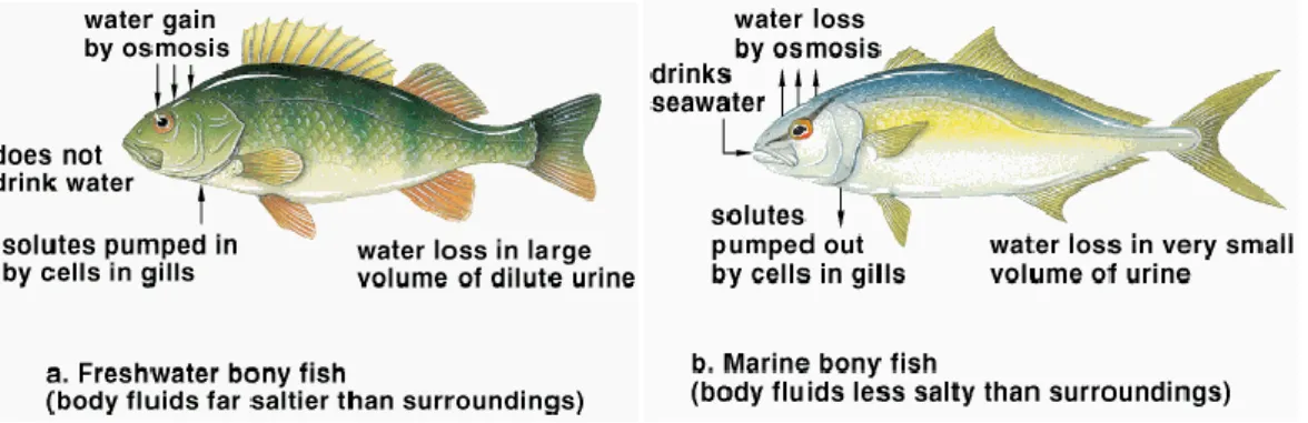 Gambar Cairan pada tubuh ikan (sumber: Anonim, 2000) 