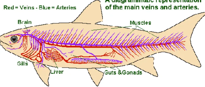 Gambar Letak otak pada ikan tulang keras (sumber: Anonim, 2000) 