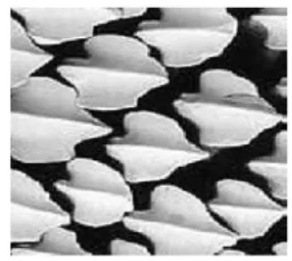 Gambar tipe sisik placoid pada ikan Hiu (sumber: Anonim, 2010)