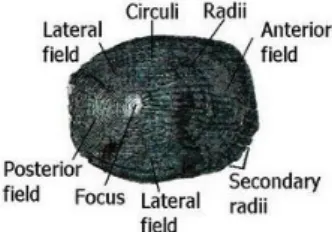 Gambar tipe sisik ktenoid (sumber: Anonim, 2010) 