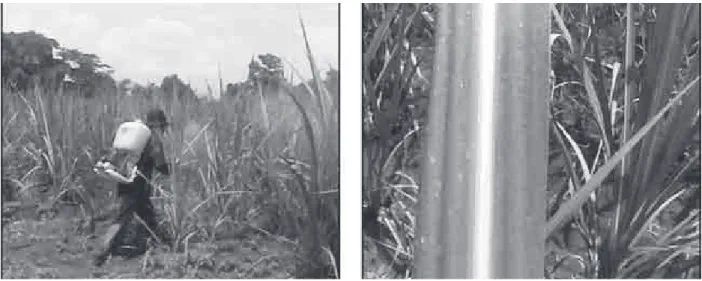 Foto  yang  diambil  pada  tanaman  tebu  berumur  6  bulan  (Gambar  8),  menunjukkan  perkembangan  tananaman tebu yang cukup baik.