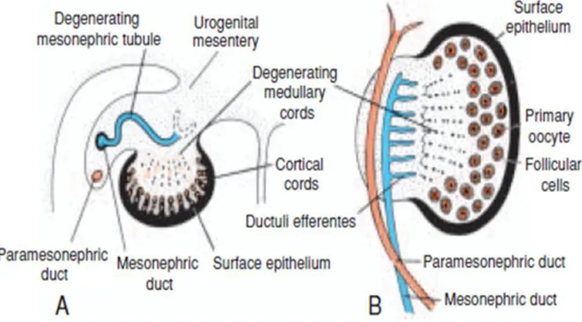 Gambar 2.6 A. Potongan melintang ovarium pada 7 minggu, B. Ovarium dan duktus  genital pada 5 bulan 
