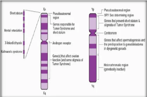 Gambar  2.8  Kromosom  sex  X  dan  Y,  kromosom  Y  mengandung  SRY  (sex  determining region) 