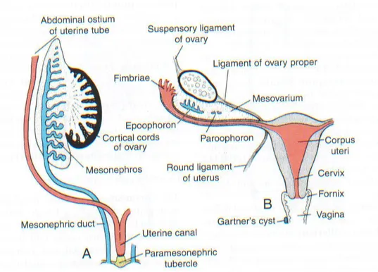 Gambar  2.11  A.  Duktus  genital  pada  akhir  bulan  ke-2,  B.  Duktus  genital  setelah  penurunan dari ovarium