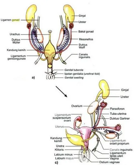 Gambar  2.12    a)  perkembangan  organ  genetalia  yang  indiferen,  c)  perkembangan  organ genetalia wanita 