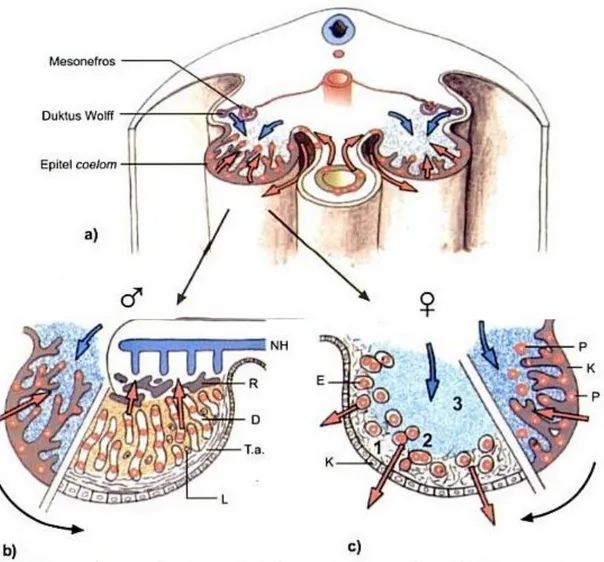 Gambar  2.4  a)  Gonad  indiferen.  Panah  merah  =  pengembaraan  sel  germinal  dari  daerah usus, panah biru = penetrasi sel-sel mesonefros