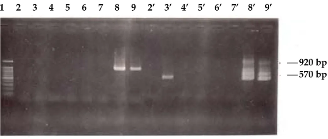 Gambar 1. Elektroforesis DNA virus pada agarose gel (1,5%). Keterangan: Hasil elektroforesis stadia zoea-3 dan  crablet pada agarose gel (1,5%): 1