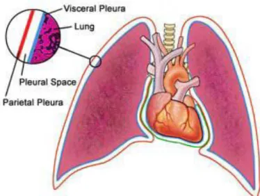 Gambar 1. Anatomi paru-paru dan pleura (1)