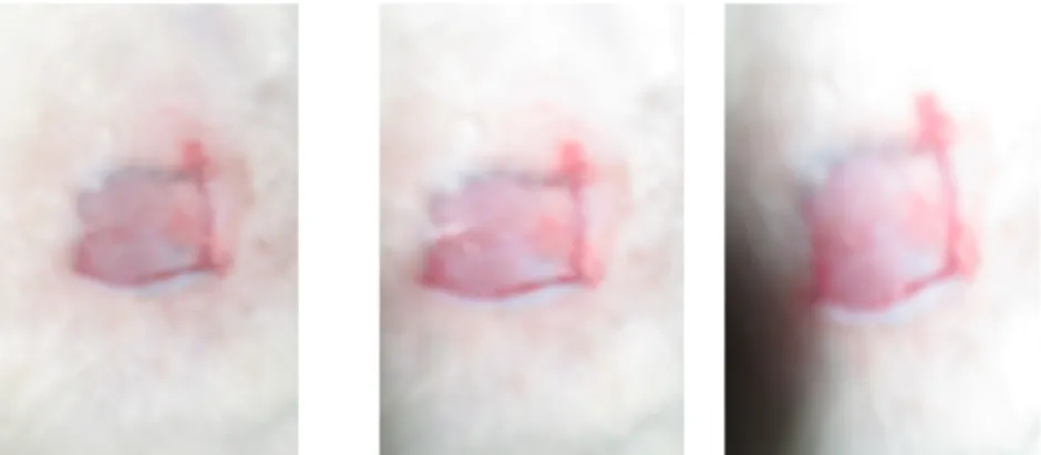 Gambar 1. Kulit tikus setelah dilakukan eksisi pada hari ke-0.
