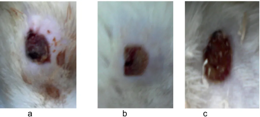 Gambar 2. Luka eksisi pada hari ke-3 a.kelompok povidon iodine, b. kelompok madu  rambutan c