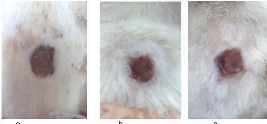Gambar 3. Luka eksisi pada hari ke-7 a.kelompok povidon iodine, b. kelompok madu  rambutan c