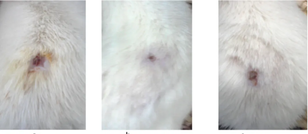 Gambar 4. Luka eksisi pada hari ke-14 a.kelompok povidon iodine, b. kelompok madu  rambutan c