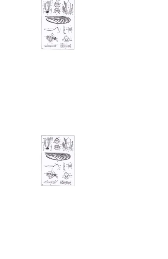 Gambar 4A. Morfologi Nyamuk