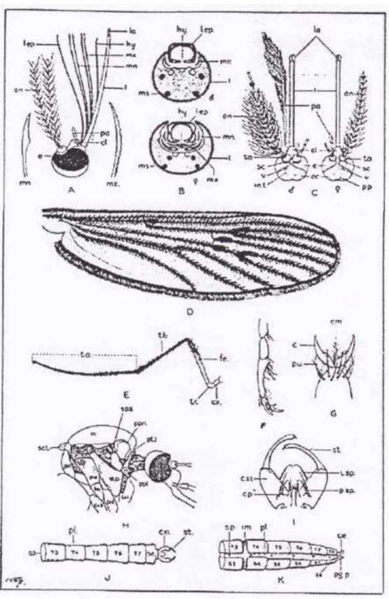 Gambar 4A. Morfologi Nyamuk