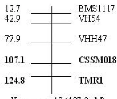 Gambar 6. Lokasi penciri mikrosatelit digunakan dalam analisis alel (genotyping)  pada kromosom 18, QTL teridentifikasi diperkirakan berlokasi diantara penciri apit 