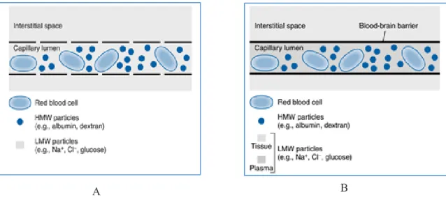 Gambar 1. Perbedaan kapiler jaringan perifer (a) dan jaringan otak  (b). HMW, high-molecular-weight; LMW, low-molecular-weight.