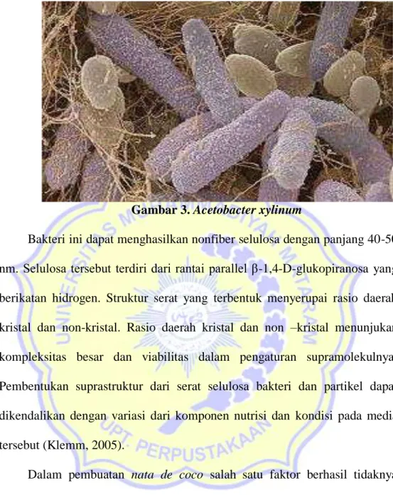 Gambar 3. Acetobacter xylinum 