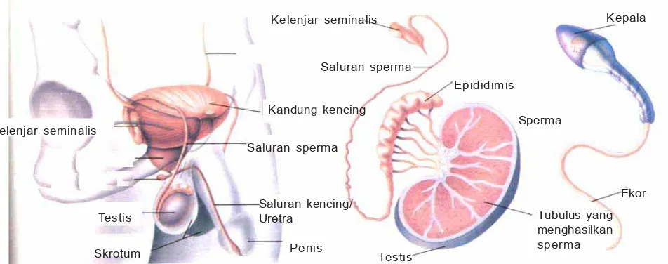 Gambar 2.1Alat-alat pada sistem reproduksi pria.