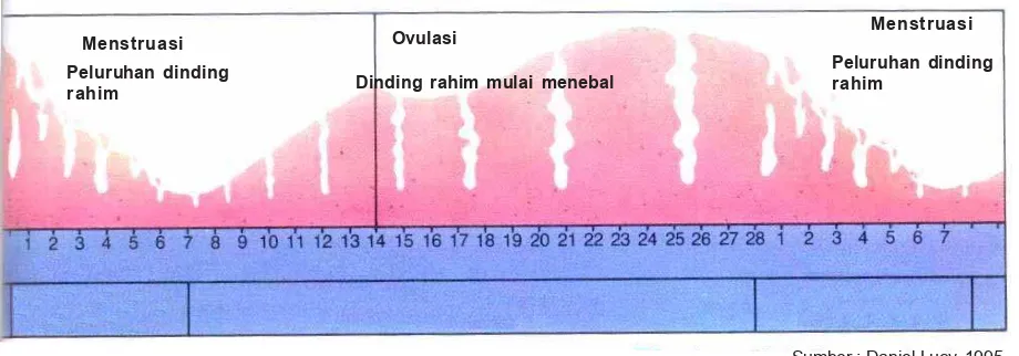 Gambar 2.4Siklus menstruasi diawali pada haripertama menstruasi. Ovulasi terjadikira-kira pada hari 14 dari siklusmenstruasi yang 28 hari.