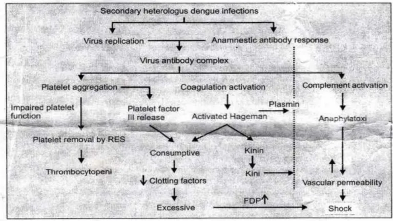 Gambar 5.Hipotesis infeksi heterologis sekunder