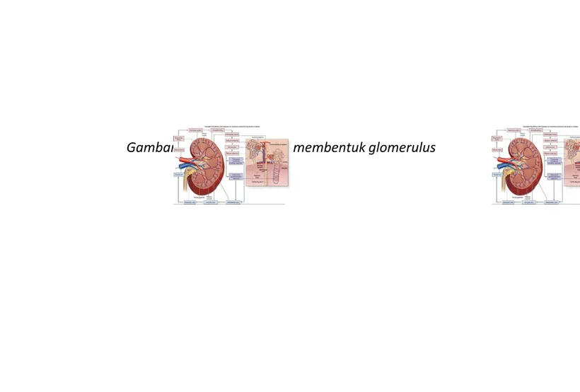 Gambar 2. Komponen yang membentuk glomerulus