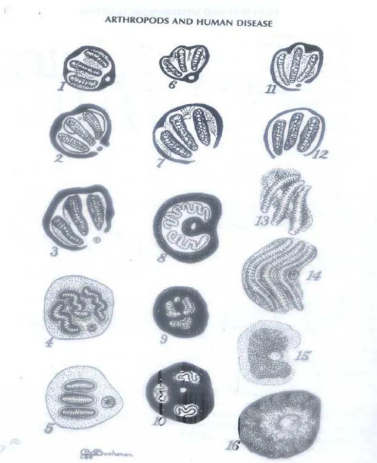Gambar 3. Posterior spiracular pattern representative fly larvae (left spiracular plate only).