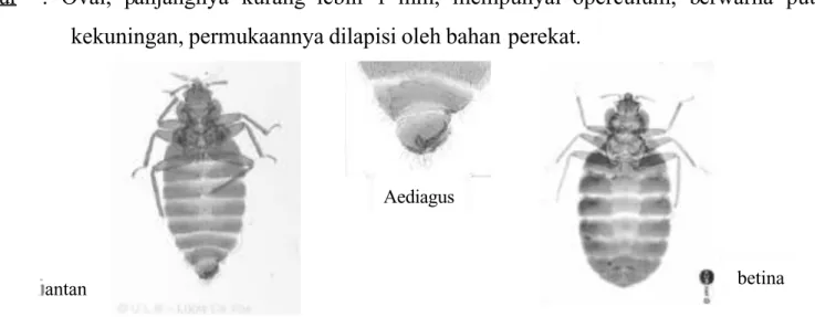 Gambar 5. Cimex lectularius