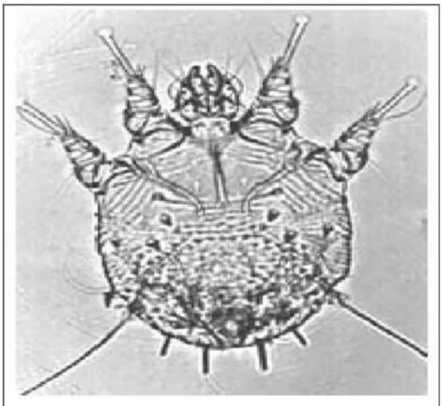 Gambar 8. Sarcoptes scabiei