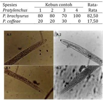Tabel 1.   Prevalensi  komunitas  P.  brachyurus  dan  P. coffeae (%) 