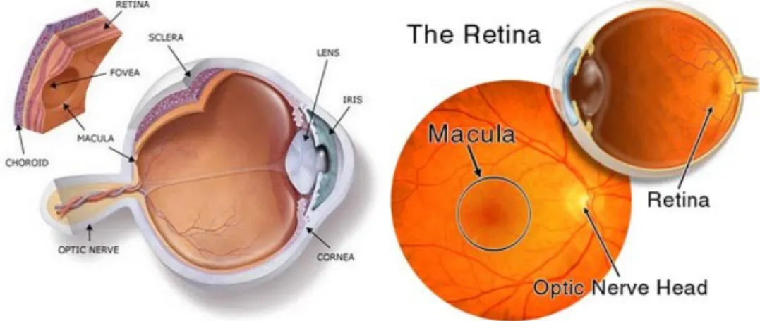Gambar 2.2. Anatomi Mata dan Retina