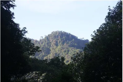 Gambar 7. Lokasi Stasiun pengamatan Gajah Mungkur dengan kondisi vegetasi 