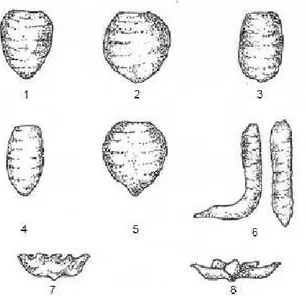 Gambar 2.  Klasifikasi bentuk cormus talas (Minantyorini dan Hanarida, 2002) 