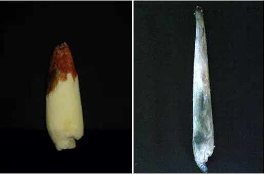 Gambar 1. Bunga terubuk yang terserang penyakit karat (a) dan busuk (b) 