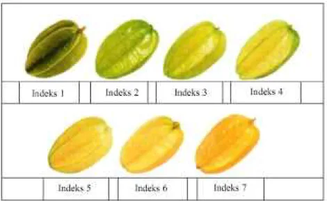 Gambar  1. Pedoman deskripsi  warna  kulit  buah  belimbing  berdasarkan  skor (indeks)  warna (Federal  Agricultural  Marketing  Authority  (FAMA),  Ministry  of  Agricultural Malaysia dalam Othman et al., 2004).