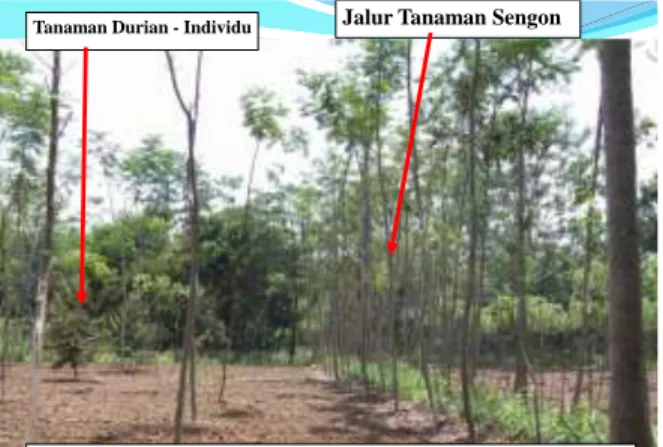 Gambar 4. Tanaman MPTS – durian – Ditanam Tersebar  dan  Jalur Tanaman Sengon – batas milik 